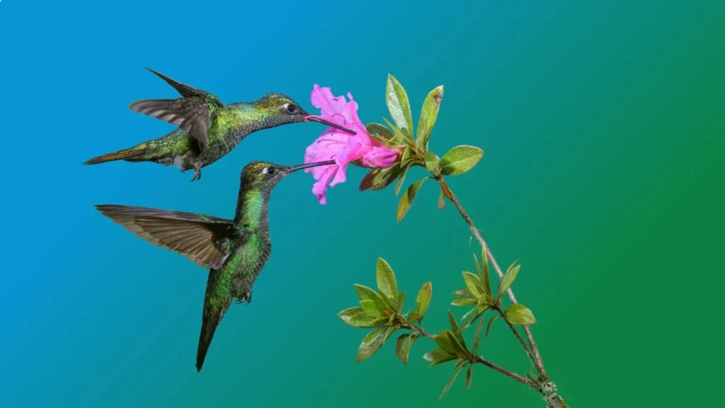 Animal Hummingbird Totem