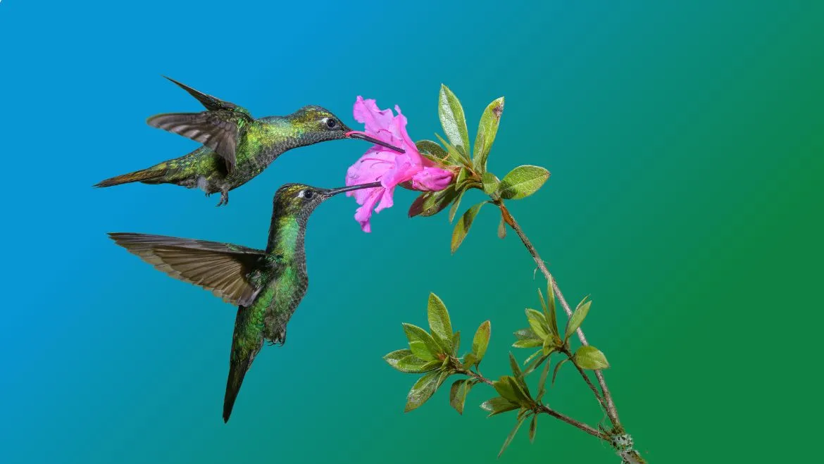 Animal-Totem-Hummingbird