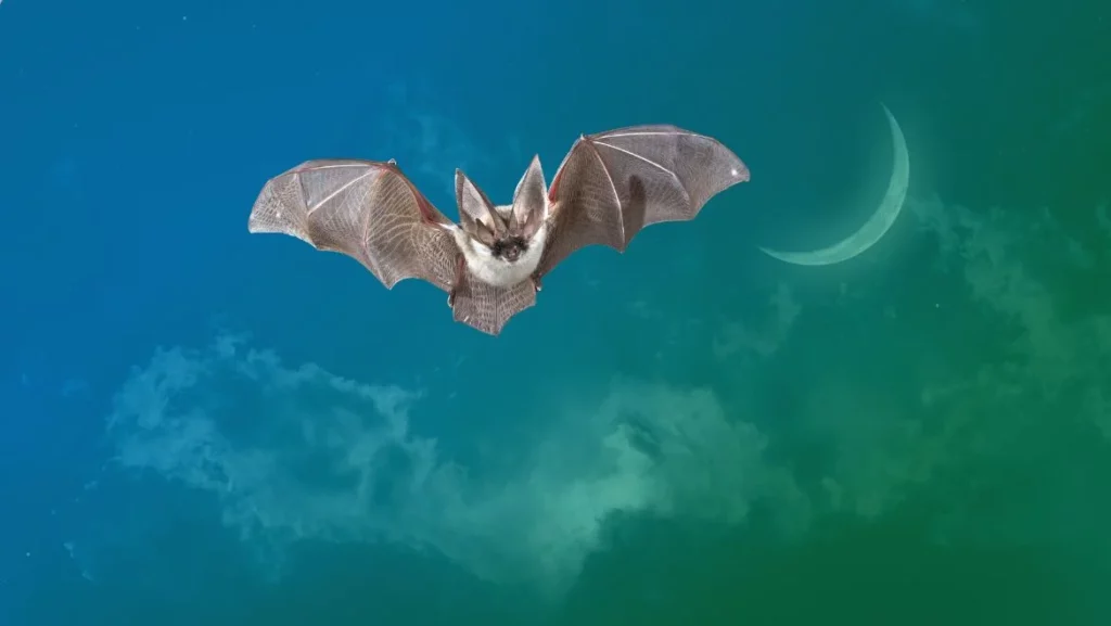 Bat Power Animal