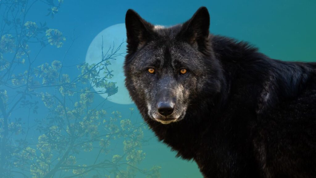 Black Wolf Power Animal
