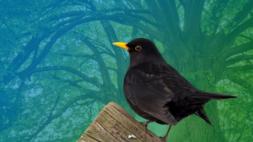 Blackbird Power Animal