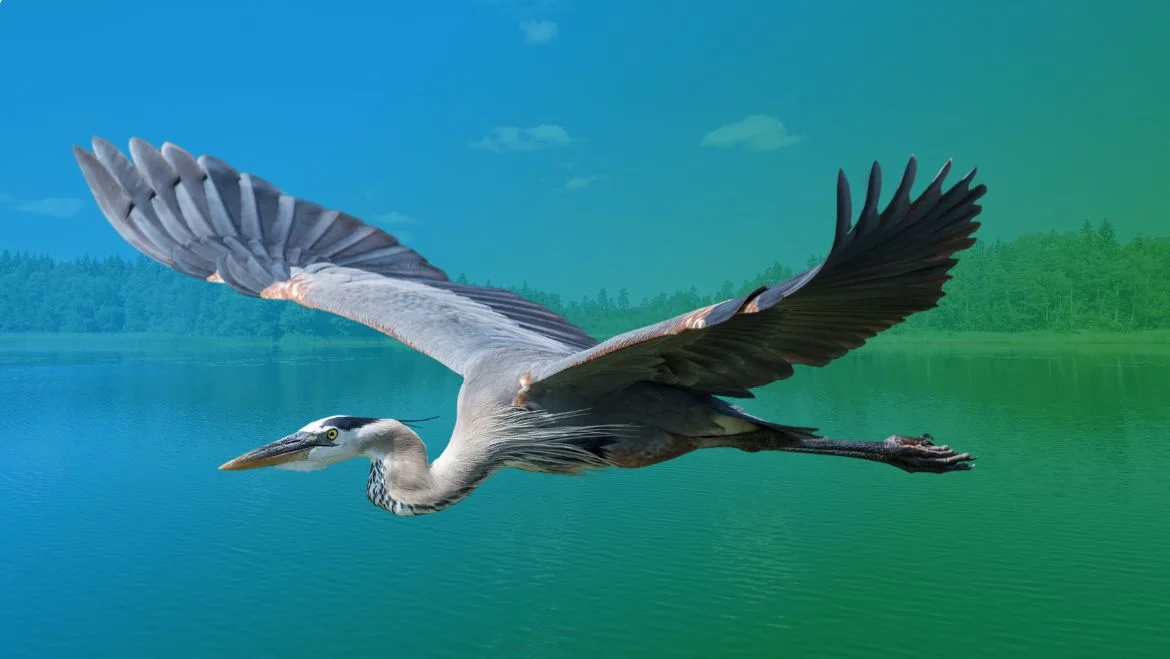 Spirit Animal Blue Heron: Solitude & Self-Discovery