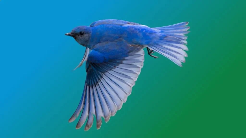 Bluebird Spirit Animal