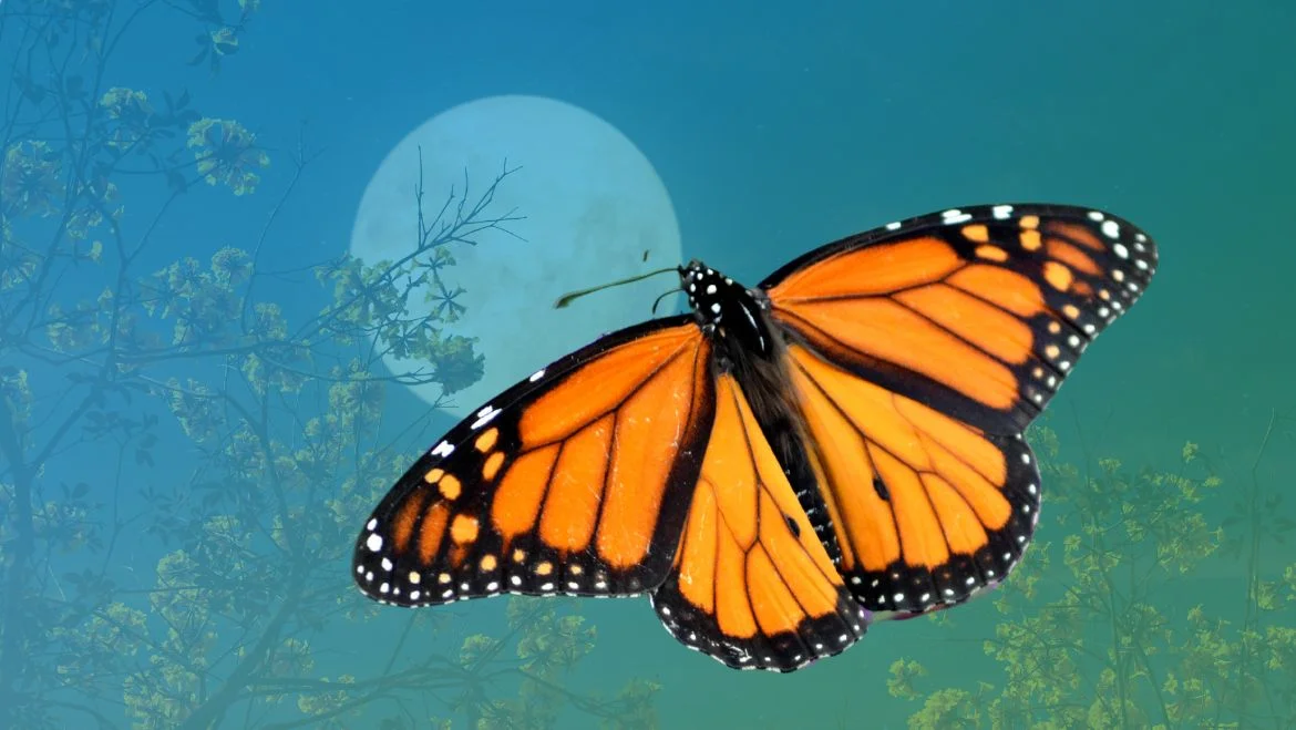 Butterfly Spirit Animal: Meaning, Symbolism and Messages