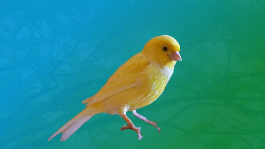 Canary Spirit Animal