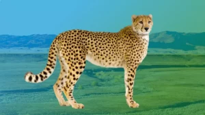 Spirit Animal Cheetah