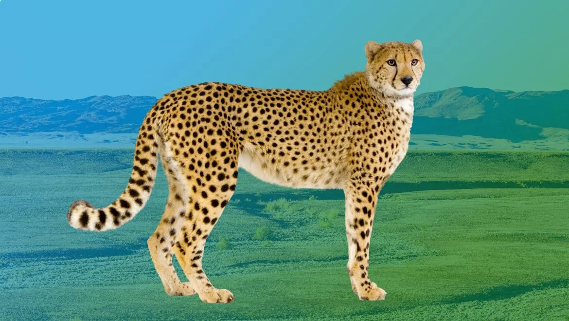 Cheetah Animal Totem