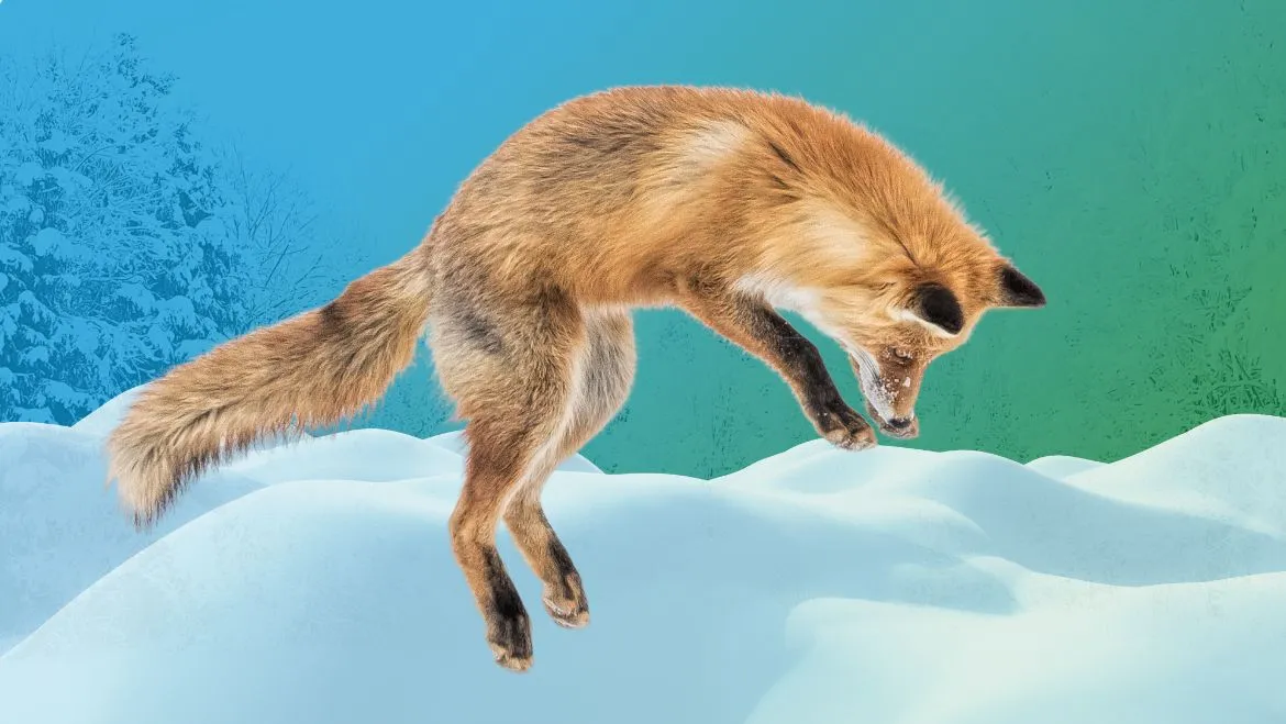 Fox Spirit Animal: Meaning, Symbolism and Messages