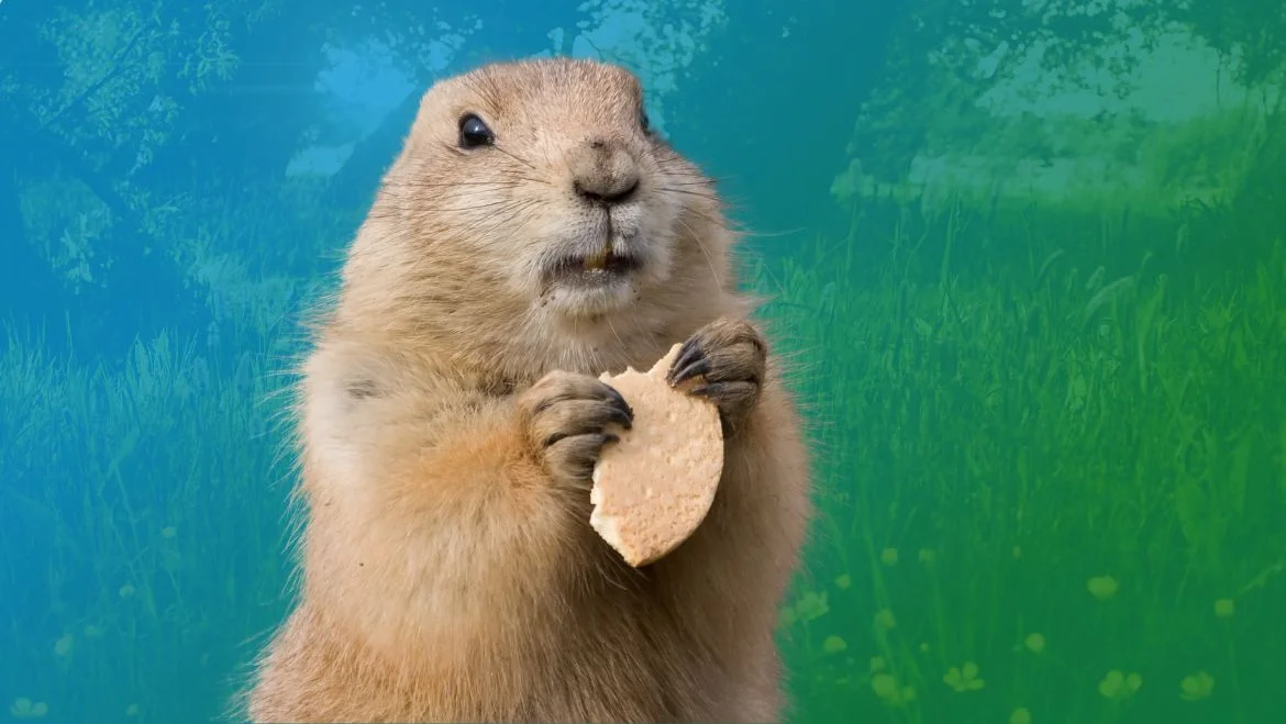 Spirit Animal Groundhog: A Harbinger of Change and Inner Awakening