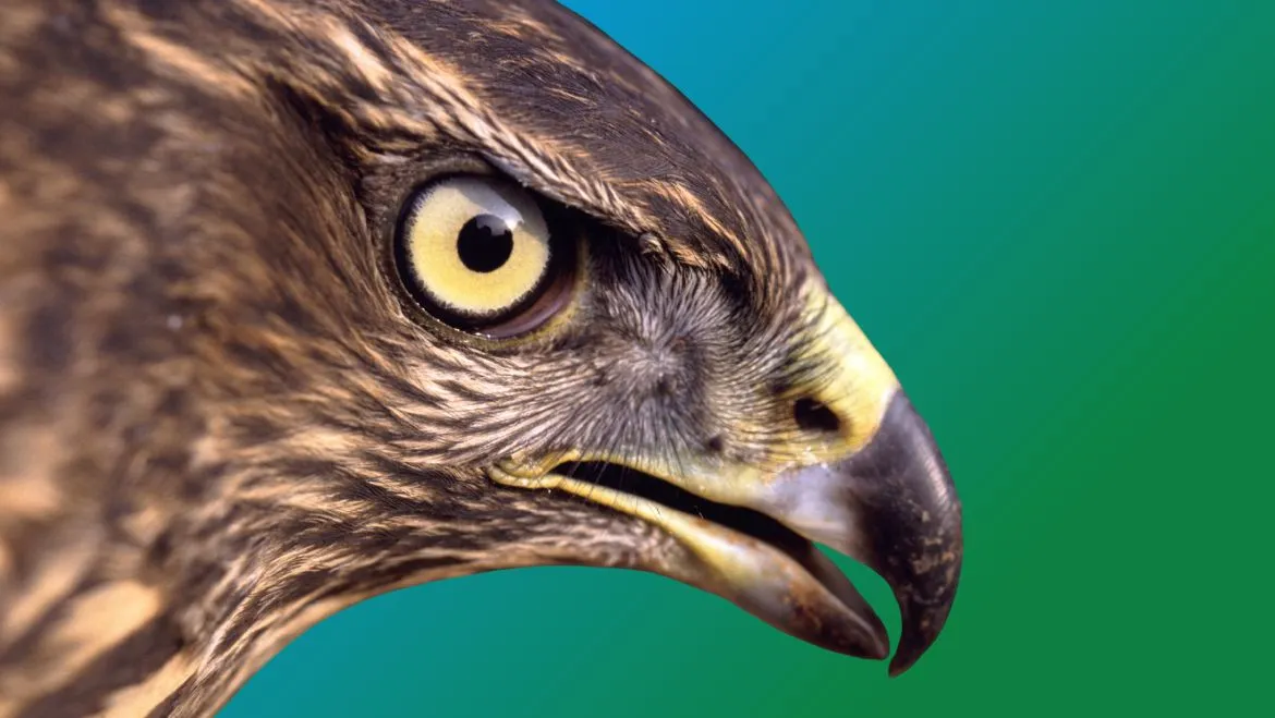 Hawk Spirit Animal: Meaning, Symbolism and Messages