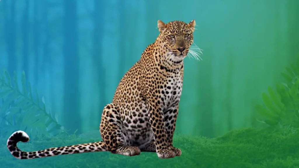 Leopard Spirit Animal
