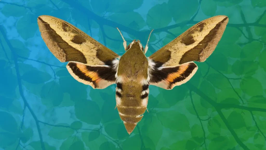 Spirit Animal Moth