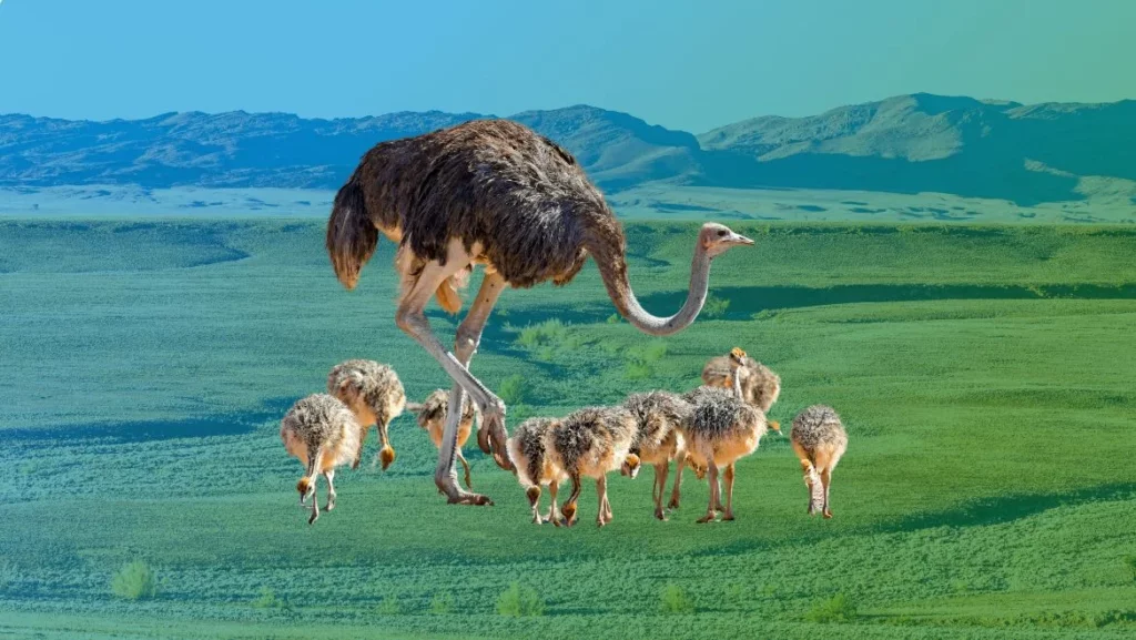 Ostrich Spirit Animal