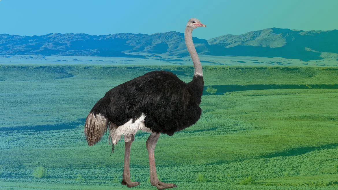 Spirit Animal Ostrich: Resilience and Groundedness