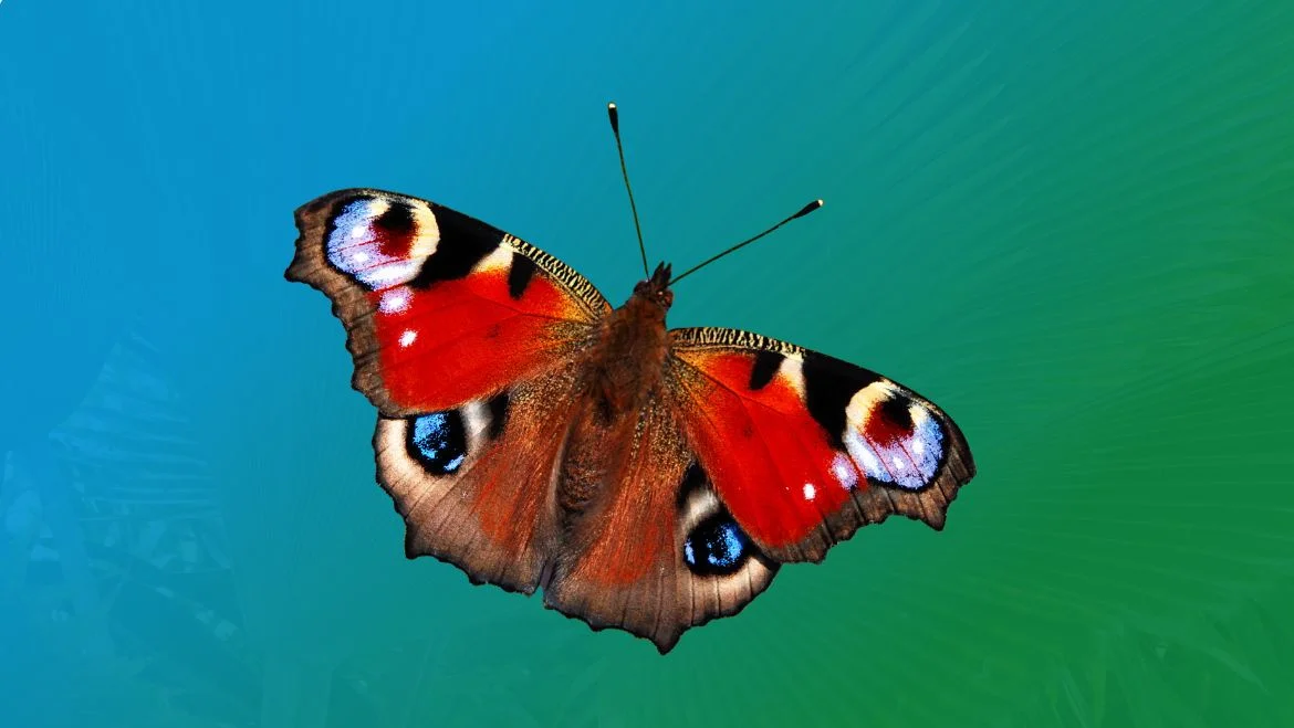 Peacock Butterfly Spiritual Meaning: The Eyes It Keeps Folded