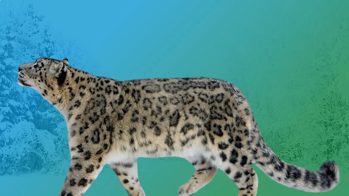 Power Animal Snow Leopard