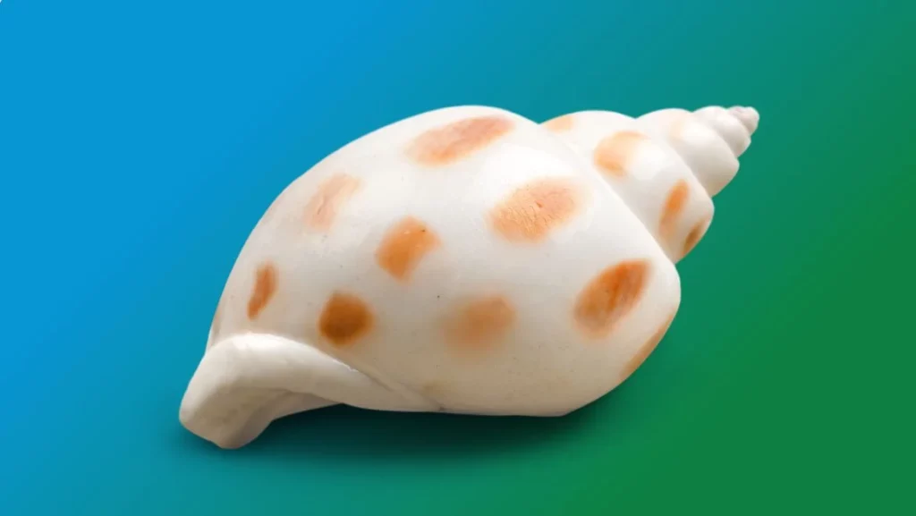 Sea Snail Spirit Animal