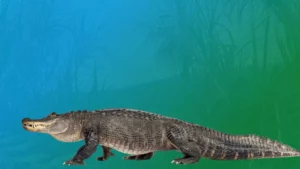Spirit Animal Alligator