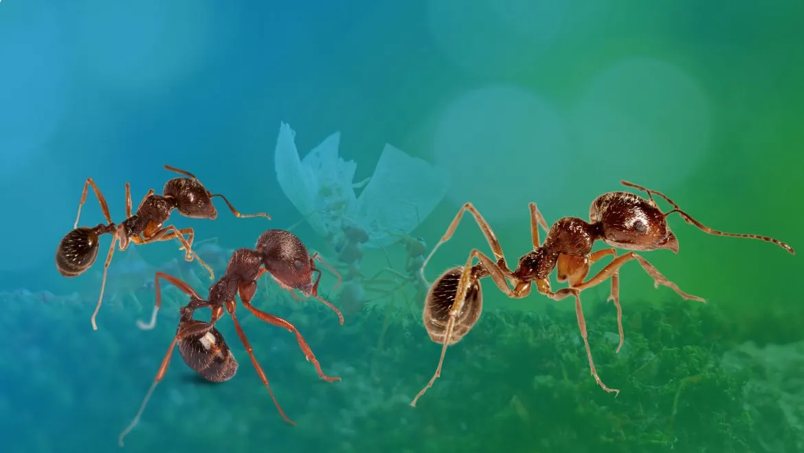 Spirit Animal Ant