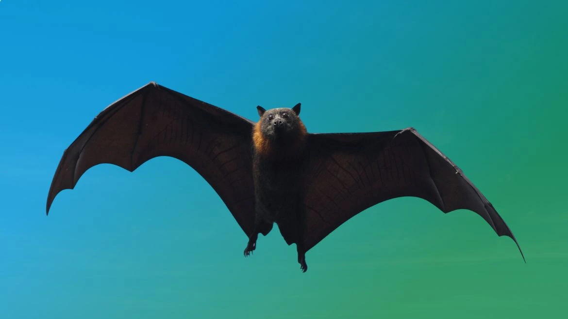 Spirit Animal Bat