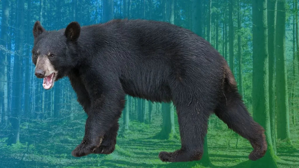 Black Bear Totem Animal