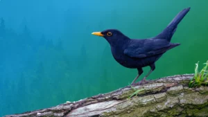 Spirit Animal Blackbird