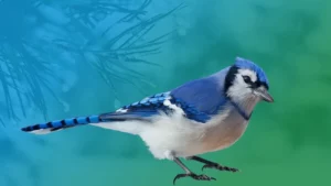 Spirit Animal Blue Jay