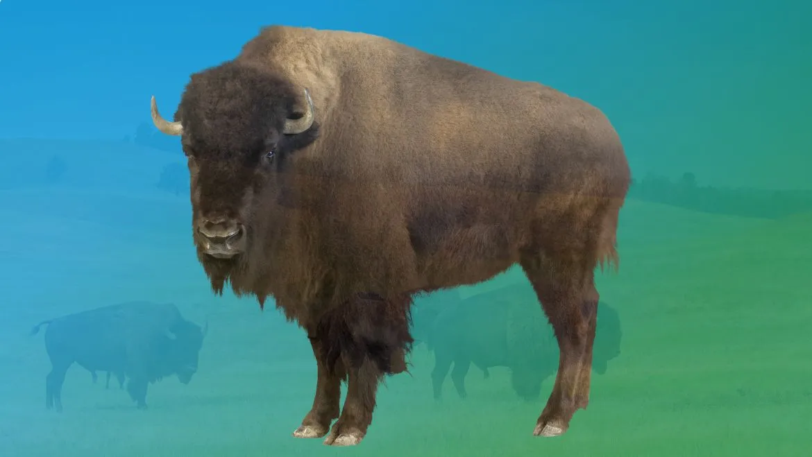 Spirit Animal Buffalo