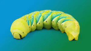 Spirit Animal Caterpillar