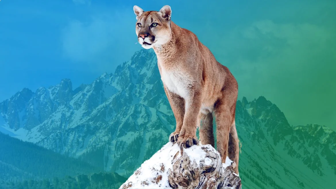 Spirit Animal Cougar
