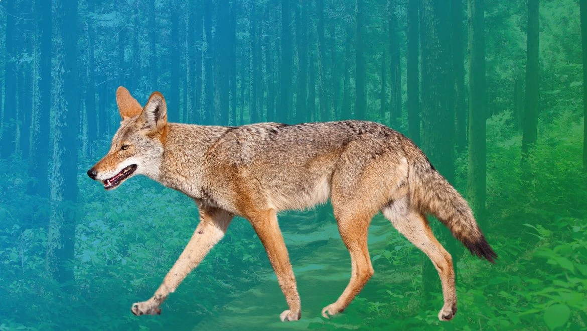 Spirit Animal Coyote