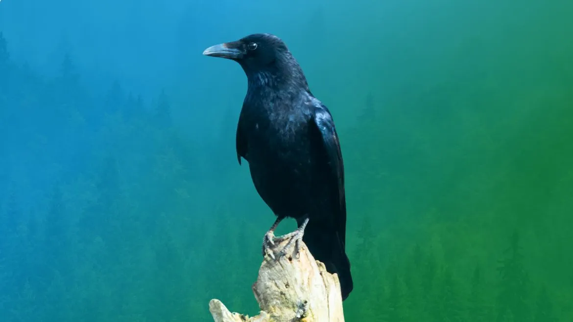 Spirit Animal Crow