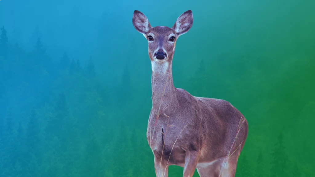 Spirit-Animal-Deer