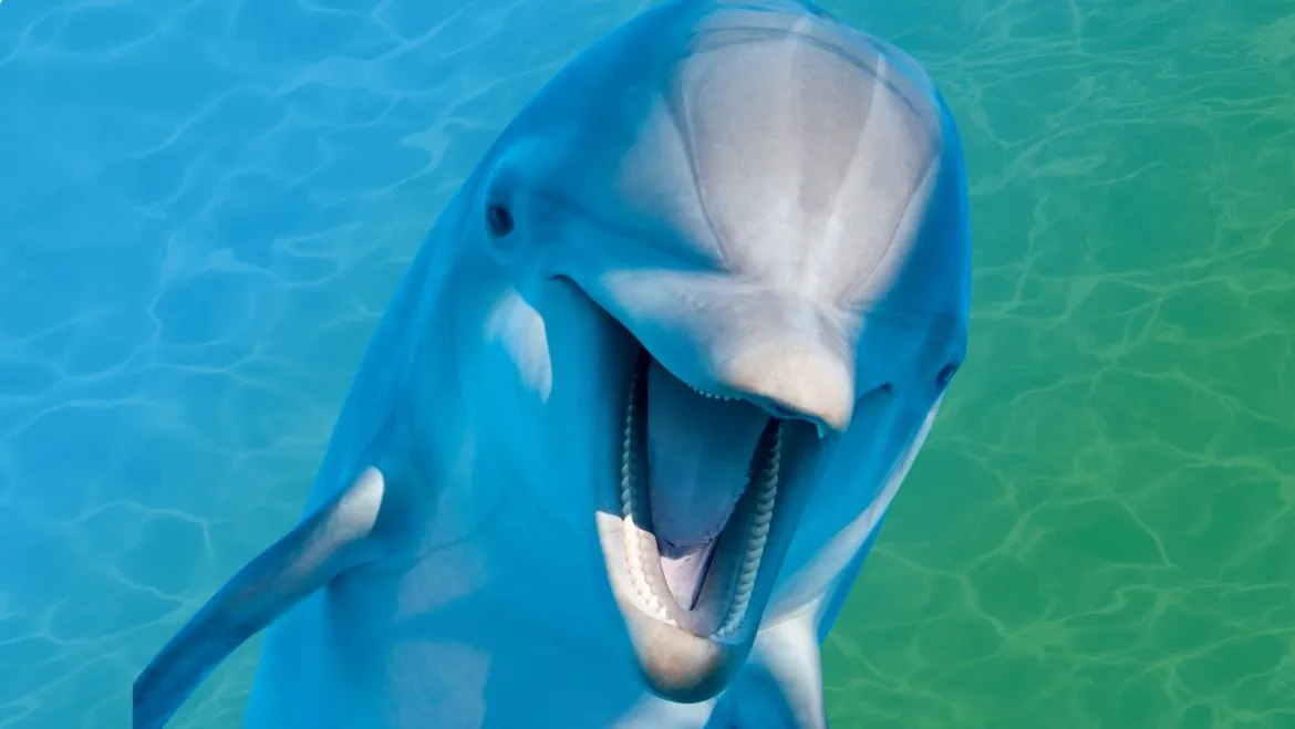 Spirit Animal Dolphin