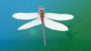 Spirit Animal Dragonfly