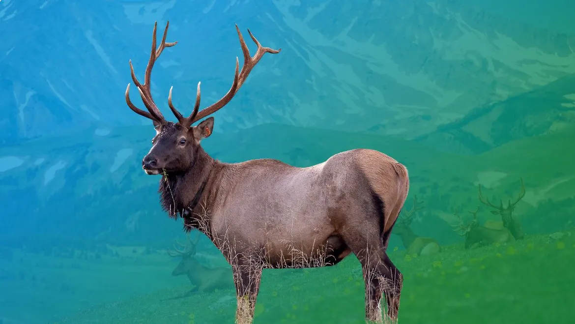 Spirit Animal Elk