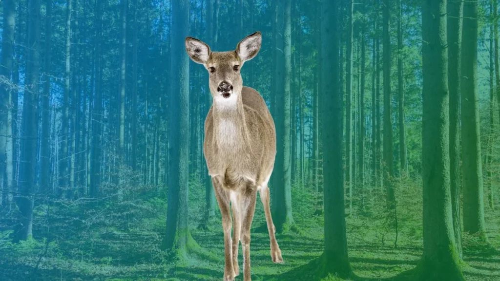 Spirit Animal Female Deer