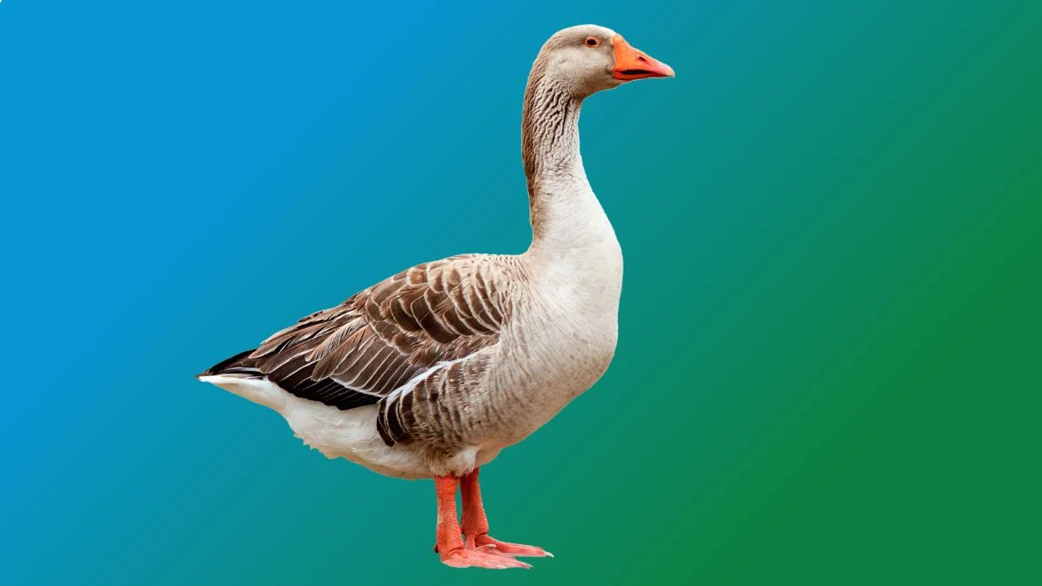 Spirit Animal Goose