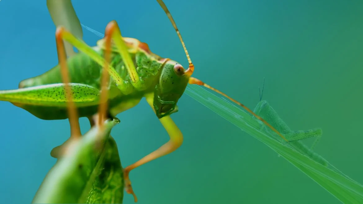 Spirit Animal Grasshopper