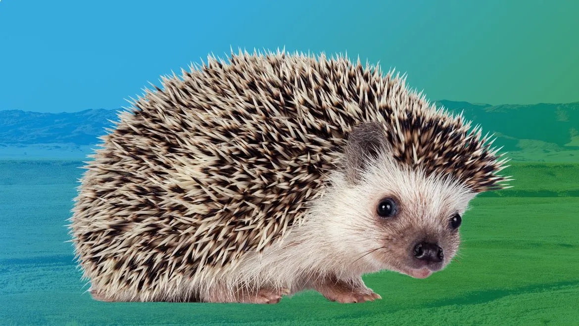 Spirit Animal Hedgehog