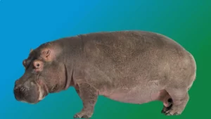 Spirit Animal Hippopotamus