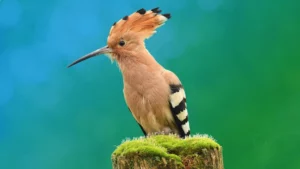 Spirit Animal Hoopoe