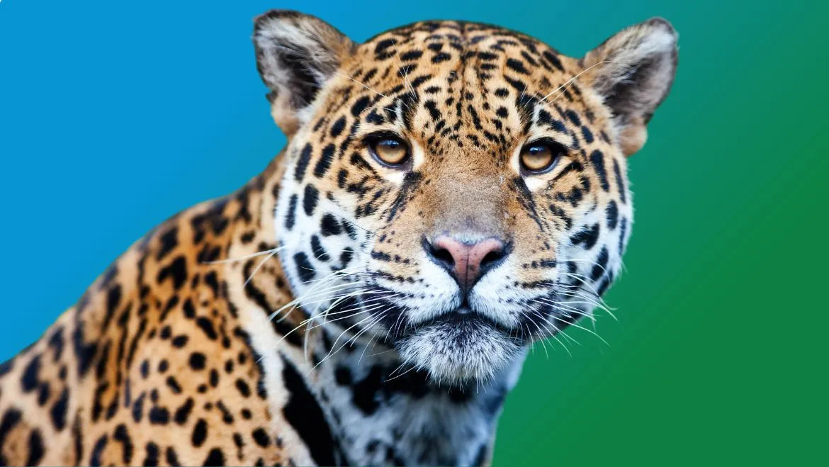 Spirit Animal Jaguar