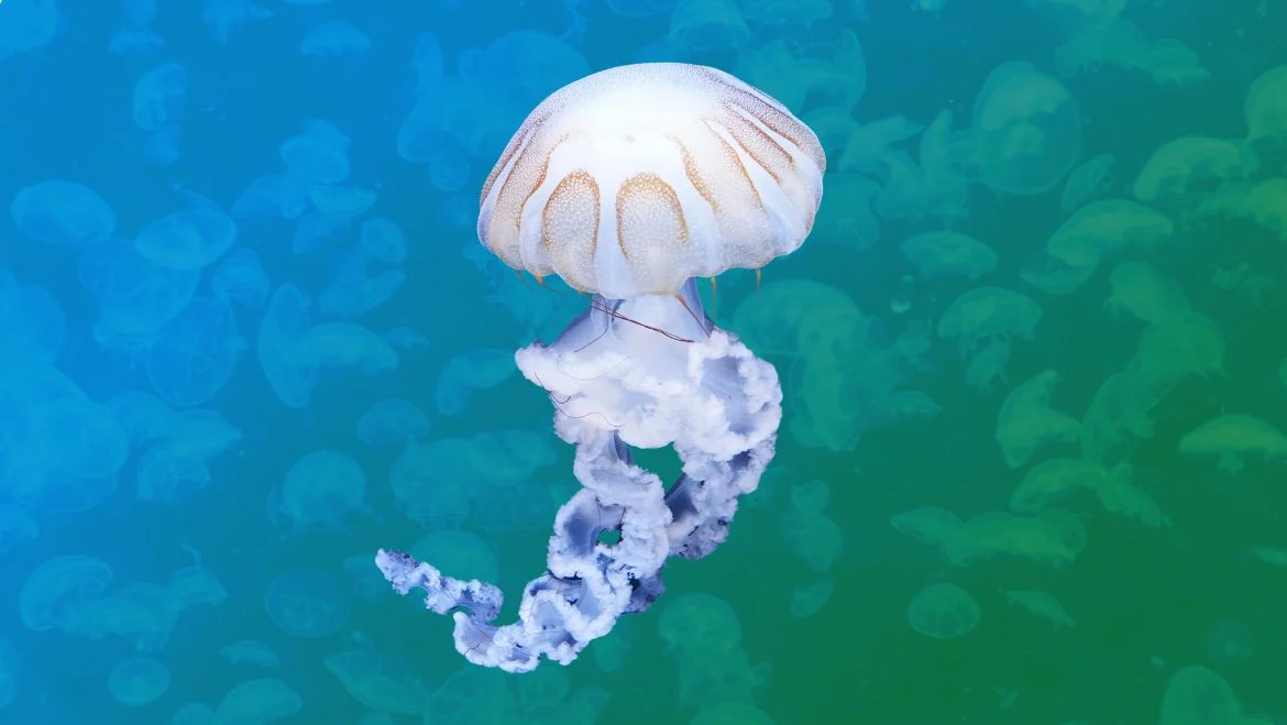 Spirit Animal Jellyfish