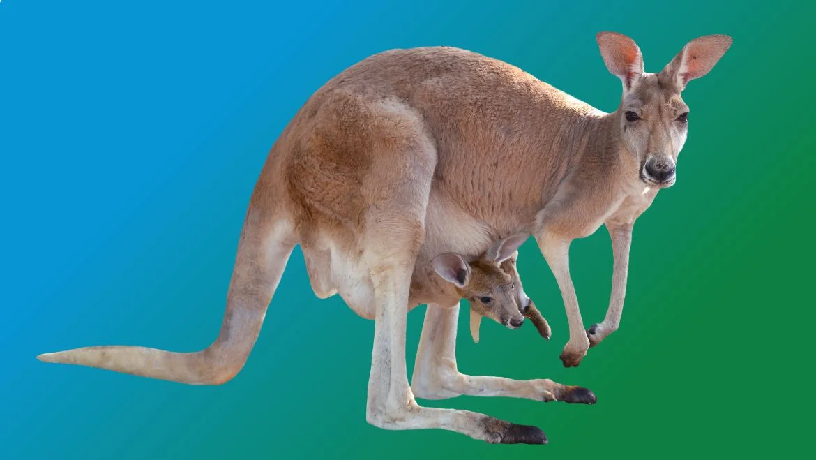 Spirit Animal Kangaroo