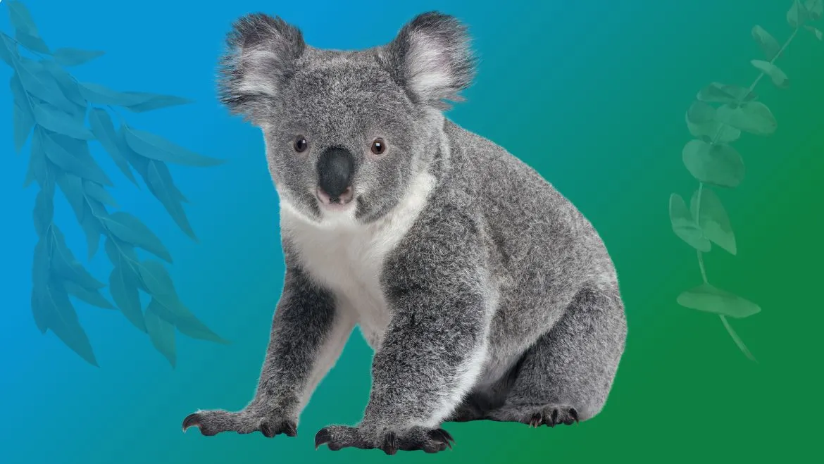 Spirit Animal Koala