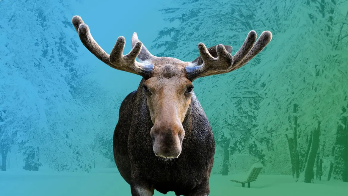 Spirit Animal Moose