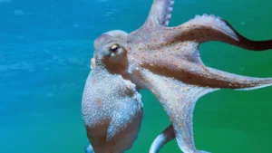 Spirit Animal Octopus
