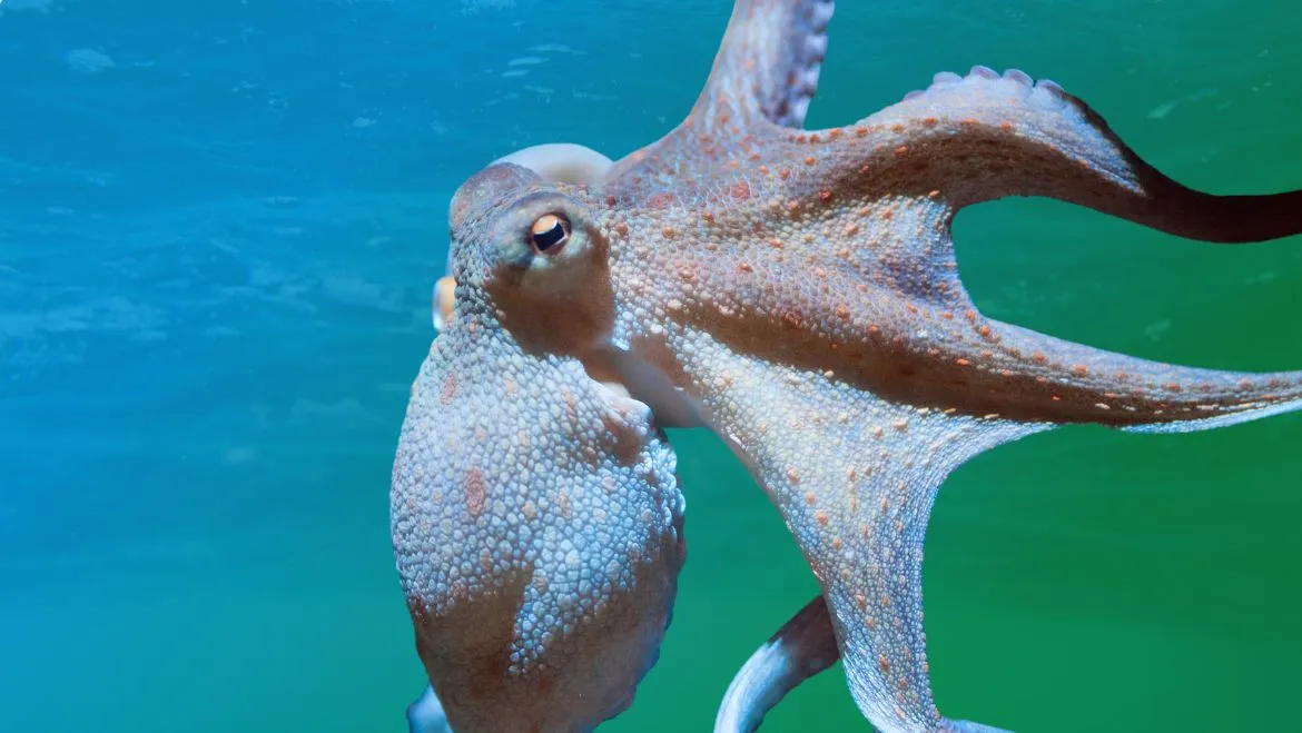 Spirit-Animal-Octopus