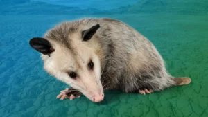 Spirit Animal Opossum